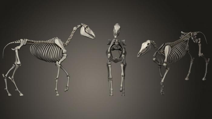 Anatomy of skeletons and skulls (ANTM_1209) 3D model for CNC machine